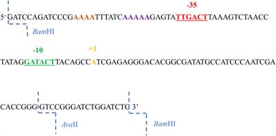 Alteration of the −35 and −10 sequences and deletion the upstream sequence of the −35 region of the promoter A1 of the phage T7 in dsDNA confirm the contribution of non-specific interactions with E. coli RNA polymerase to the transcription initiation process